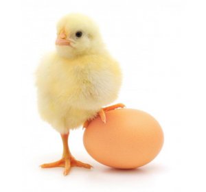 Manfaat Telur Bagi Tubuh | Sabung Ayam | Judi Sabung Ayam